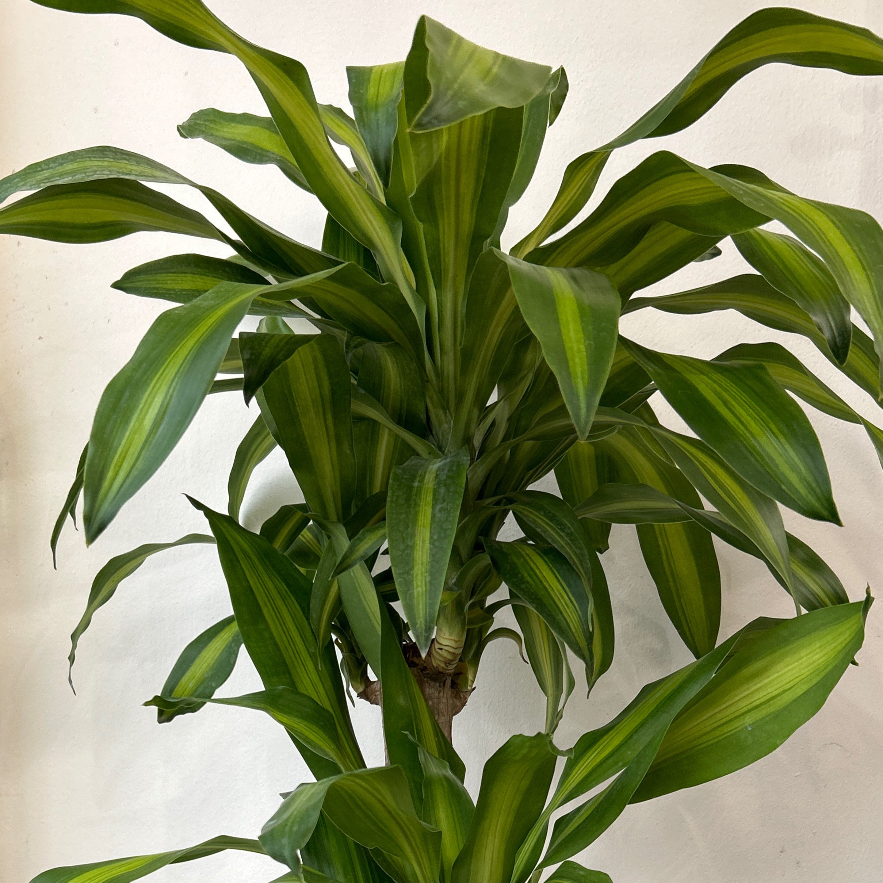 American Plant Exchange Dracaena Mass Cane - 6" Pot, Air-Purifying Indoor Corn Plant